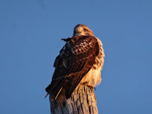 Photo of a perched Red-tailed hawk with blue sky in the background.