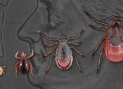 Black-Legged Tick (Deer Tick): Center for Disease Control and Prevention