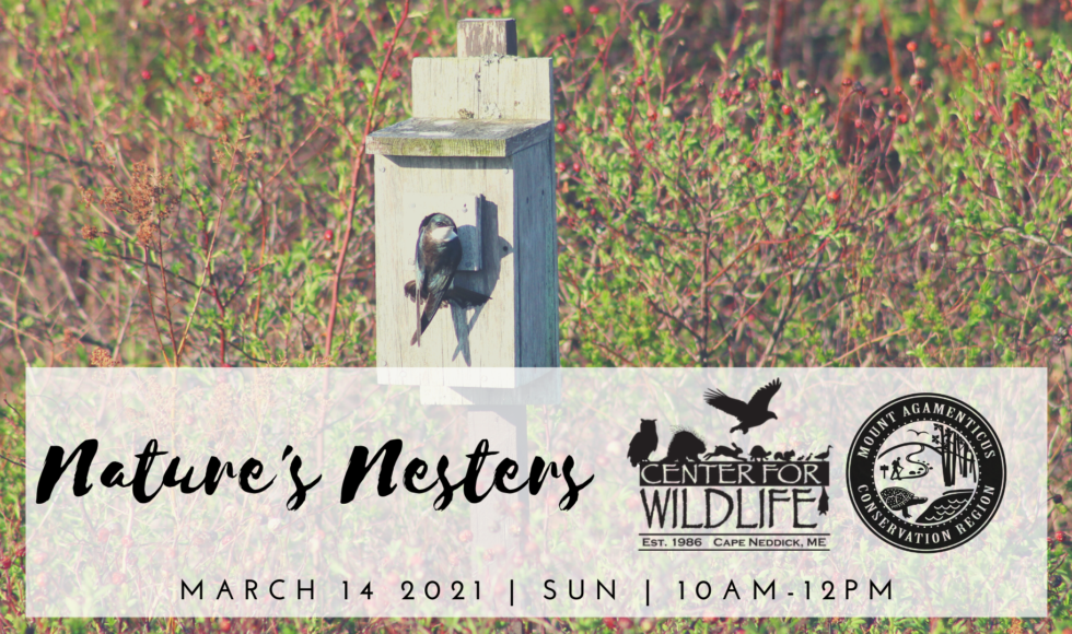 Promotional Image for Nature's Nesters Program. Photo of Tree Swallow perched on nest box. Text reads: Nature's Nesters March 14th 2021, Sunday, 10:00am-12:00pm