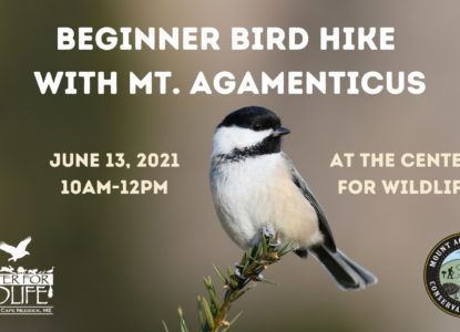 Beginner Bird Hike with the Center for Wildlife