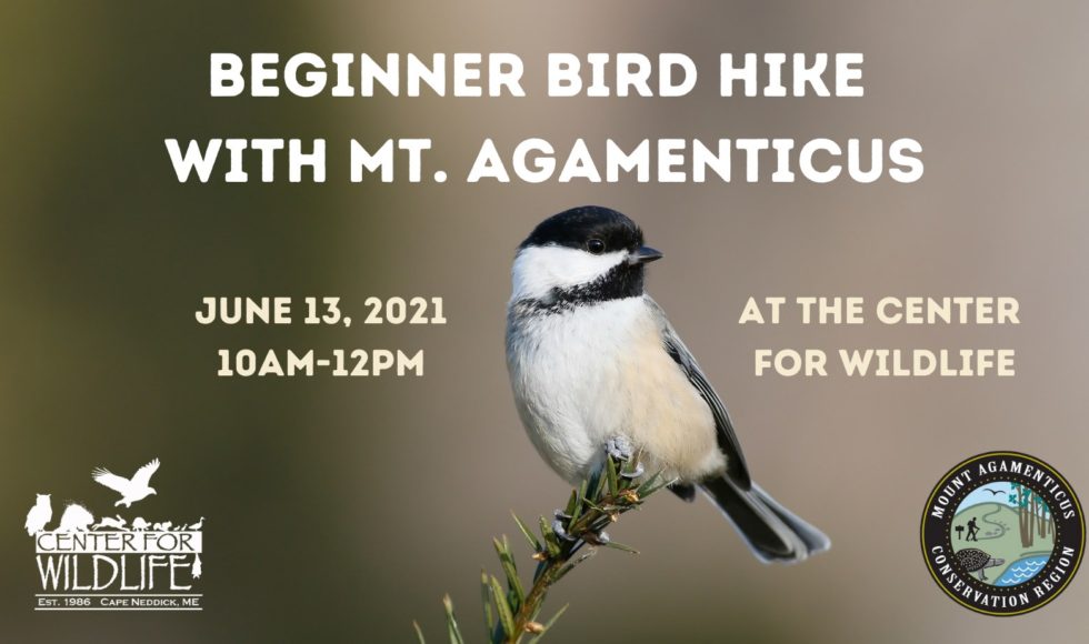 Beginner Bird Hike with the Center for Wildlife