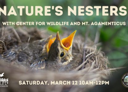 Nature's Nesters with the Center for Wildlife and Mount Agamenticus Saturday March 12, 10:00am-12:00pm