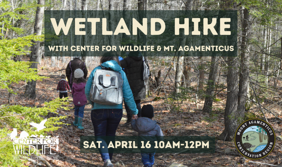 Wetland Hike Saturday April 16 10am-12pm