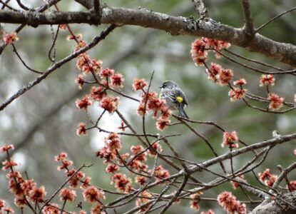 Small bird in flowering red maple tree, spring. Photo by Denise Johnson.