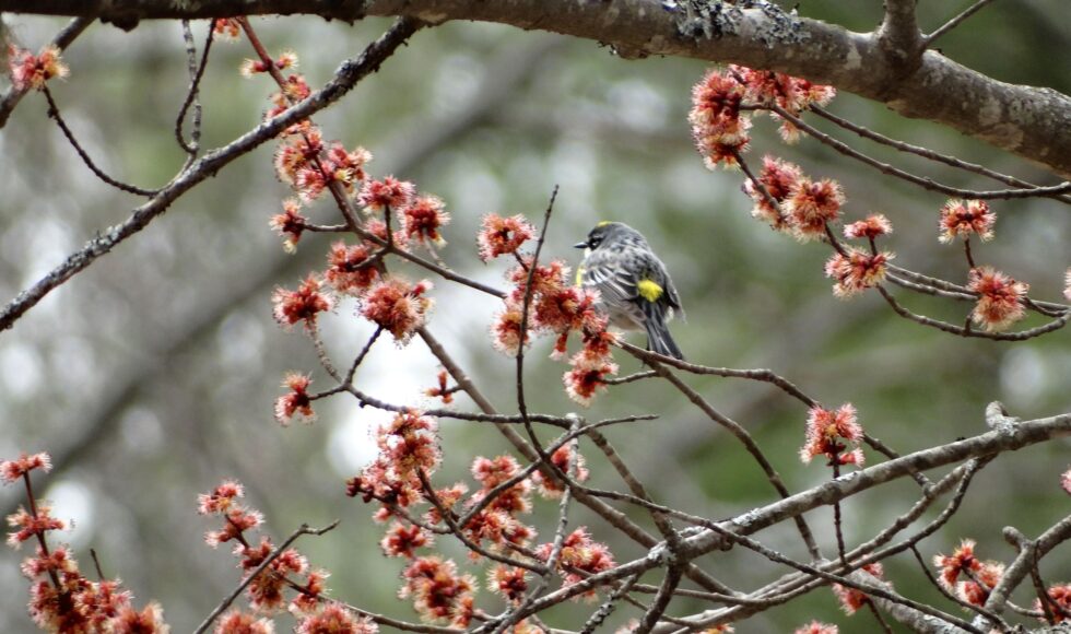 Small bird in flowering red maple tree, spring. Photo by Denise Johnson.