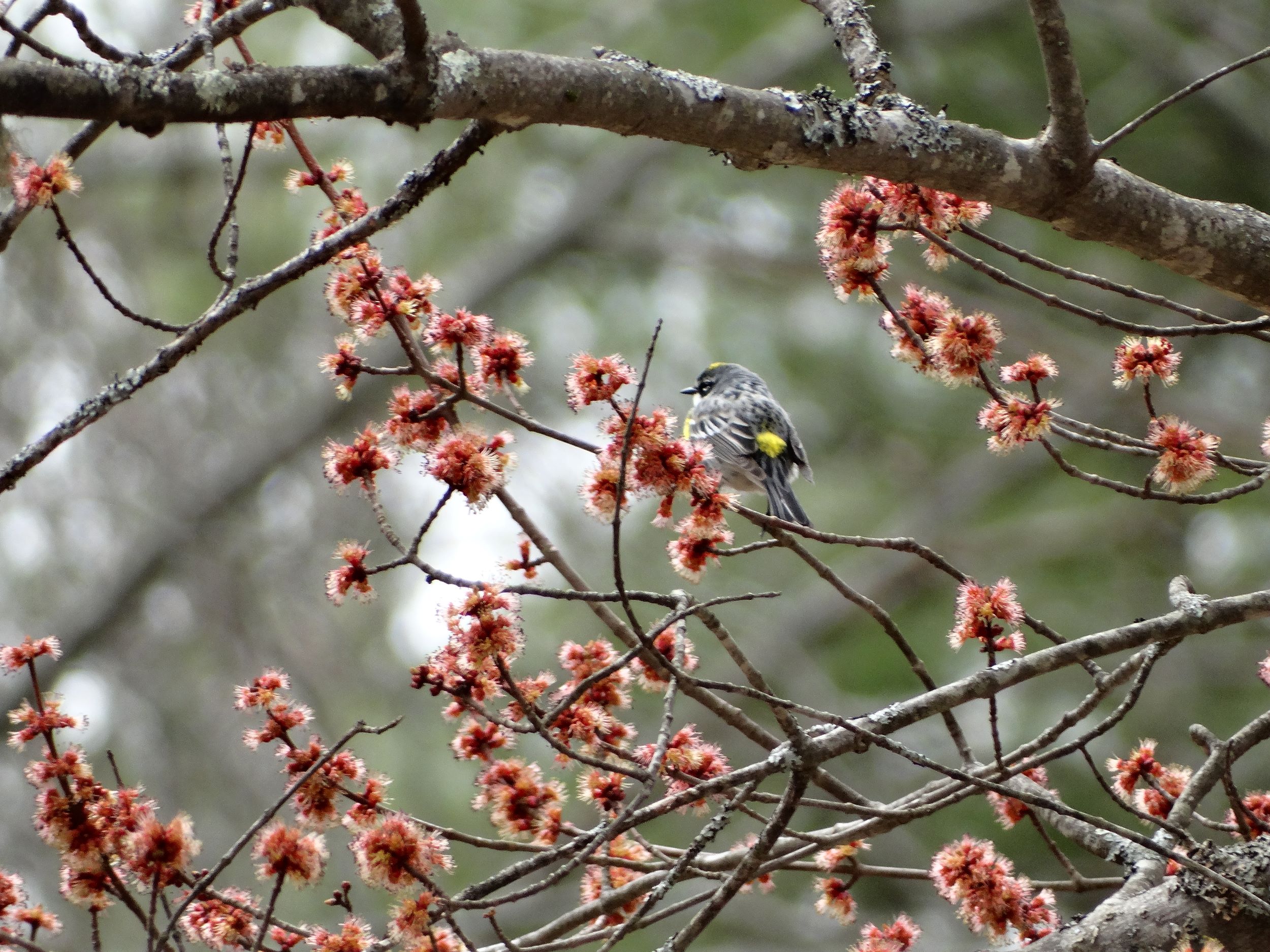Small bird in flowering red maple tree, spring. Photo by Denise Johnson.