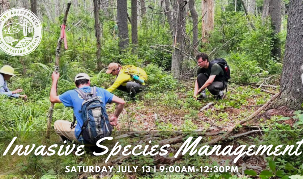 Volunteer Community Work Day at Mount Agamenticus: Invasive Species Management! July 13, 9:00 AM - 12:30 PM.