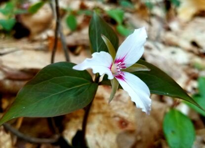 photo of painted trillium flower