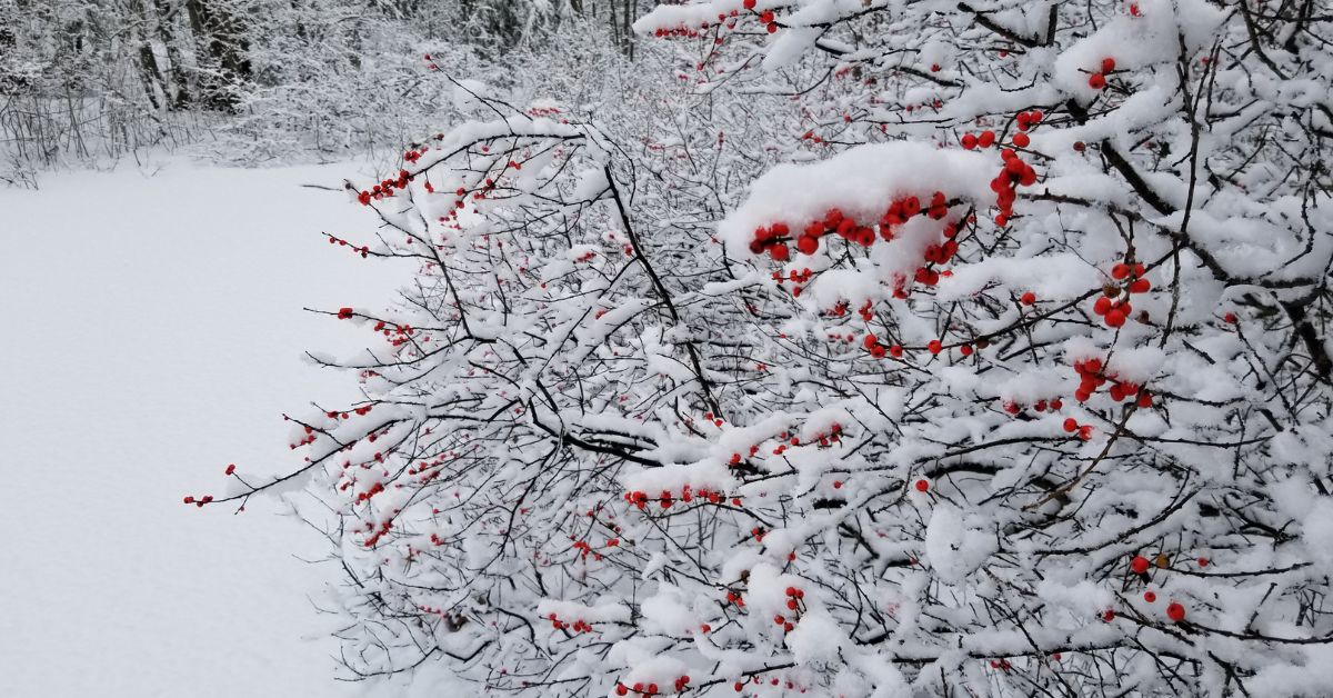 winterberry in snow